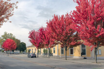 Visite : Les arbres voyageurs s'arrêtent à Romans